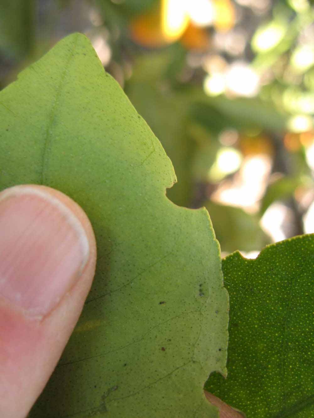              Margin (Winter Haven, FL)       